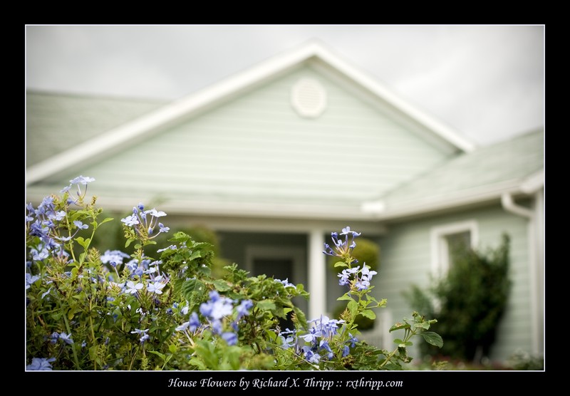 powerpoint backgrounds flowers. Just blue flowers with a house