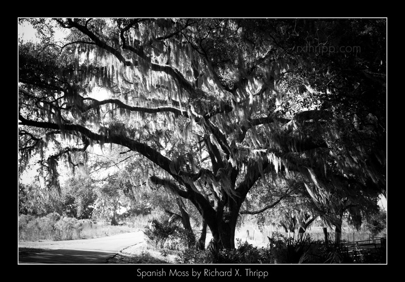 black and white photography trees. A tree covered in spanish moss